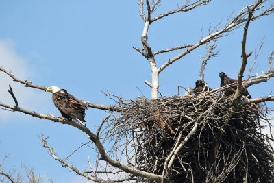 At Home with the Eaglets