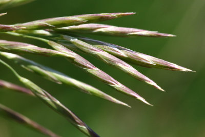 Growing Grasses