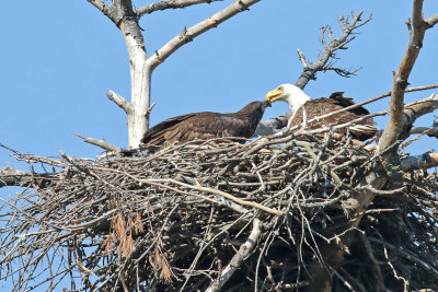 Beak to Beak