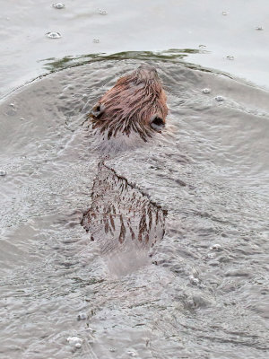 Beaver Below