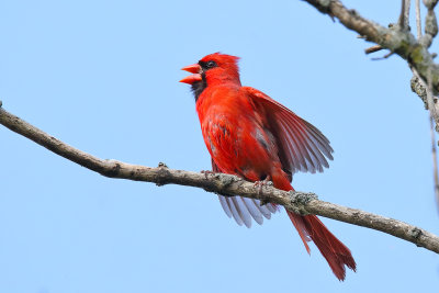 Singing in the Sun