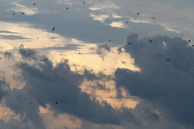 Swallows at Sunset