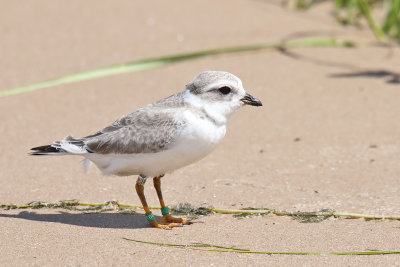 Bird on a Beach