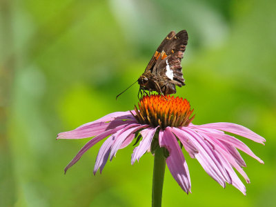 Brown Butterfly