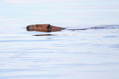 Beaver on Brewster