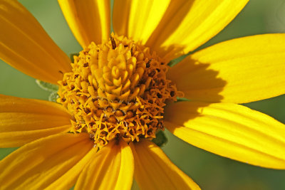 Heart of the Sunflower