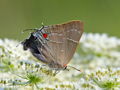 Foraging on a Flower