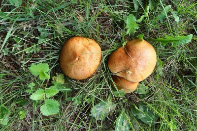 Fungus on the Floor