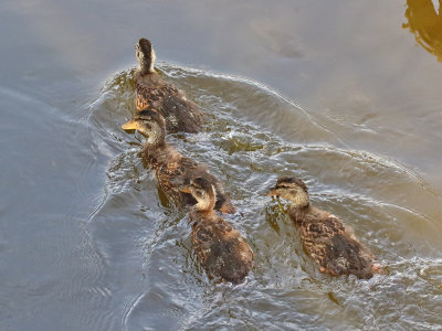 Following the Leader