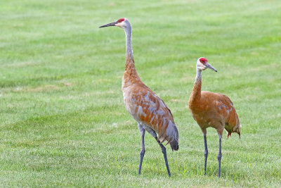 Cautious Cranes 