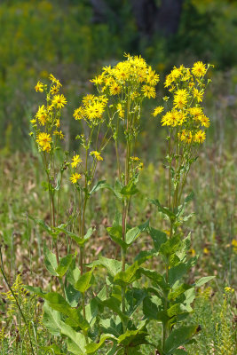 Prairie Tall