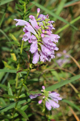 Purple and Pink