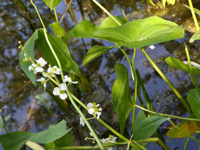 Water Bloom