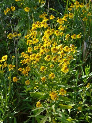 Blooming Yellow