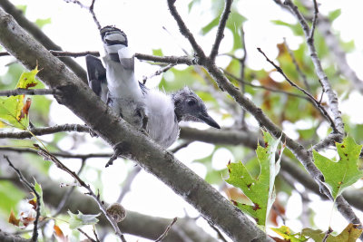 On a HIgh Branch