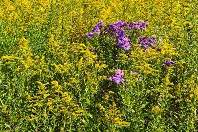 Wildflowers of Fall