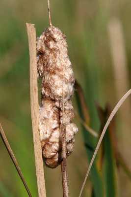 Seeds on a Stick