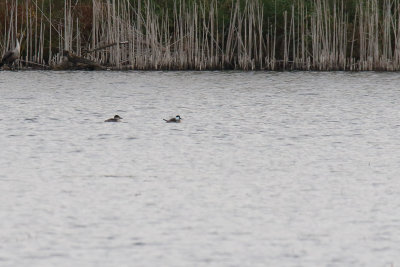 Ducks Across the Lake