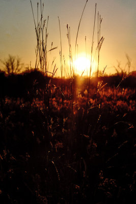 Seeds in the Fall Sun