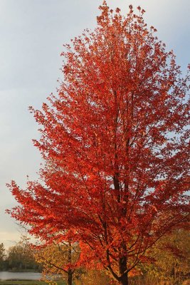 Red in the Setting Sun