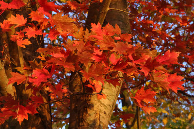 Autumn Embers