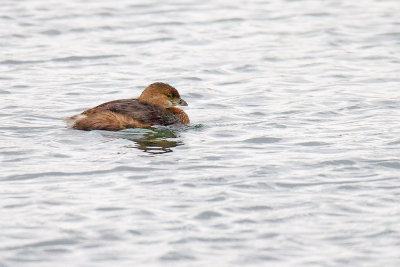 Grebe on the Go