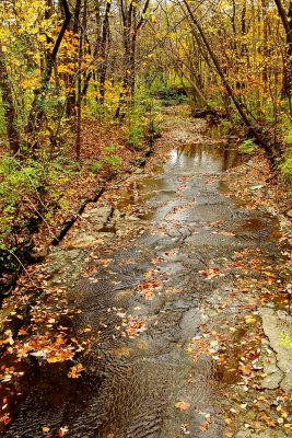 Fall Along a Creek