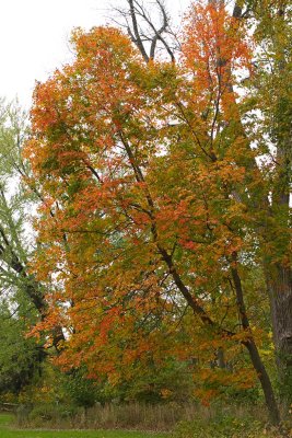 Fall Profile