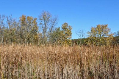 Cattails and Trees