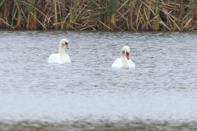 Swan Pond