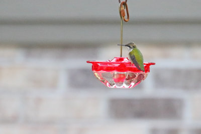 Alone at the Feeder