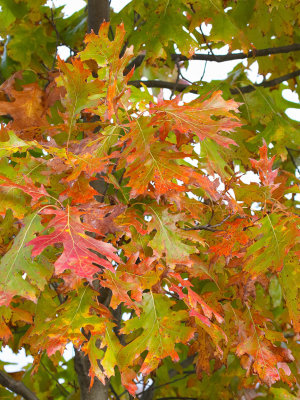 Oak in Autumn