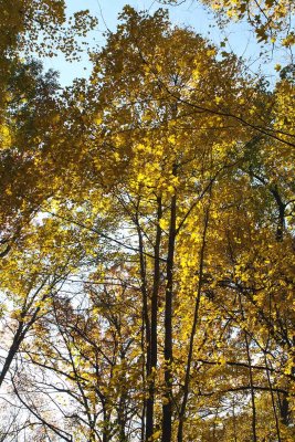 Fall's Ephemeral Light 