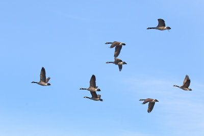 Geese in the Wind