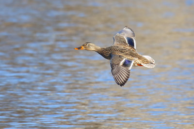 In Low for a Landing