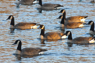 Geese in a Group