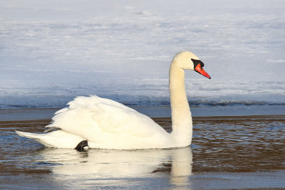 Reflecting Winter