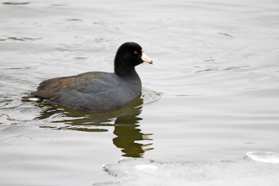 Cold Coot