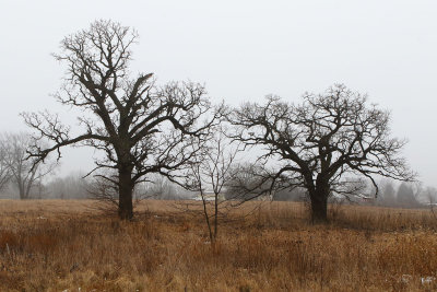 Old Oaks