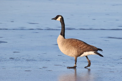 Fashionable Goose 