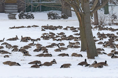 Geese in the Garden