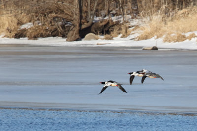 Mergansers Moving Along