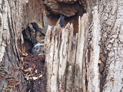 Hidden Head