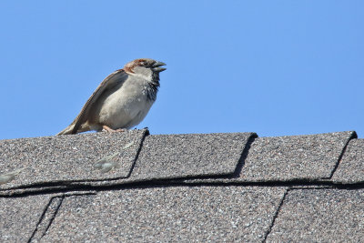 At Home on a House