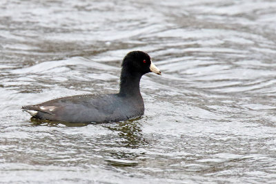Continuing Coot
