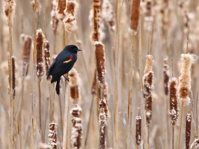 King of the Cattails