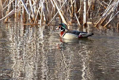 Handsome Duck 