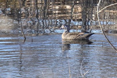 Lady on the Pond