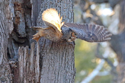Free of the Tree