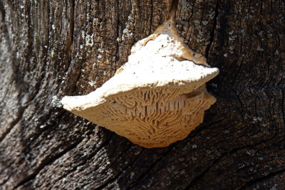 Fungus Maze